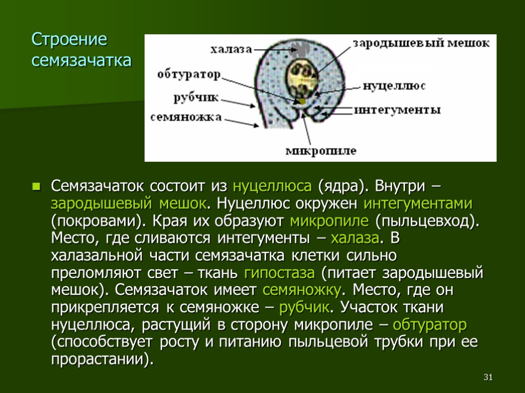 31 Строение семязачатка Семязачаток состоит из нуцеллюса (ядра). Внутри – зародышевый мешок. Нуцеллюс окружен